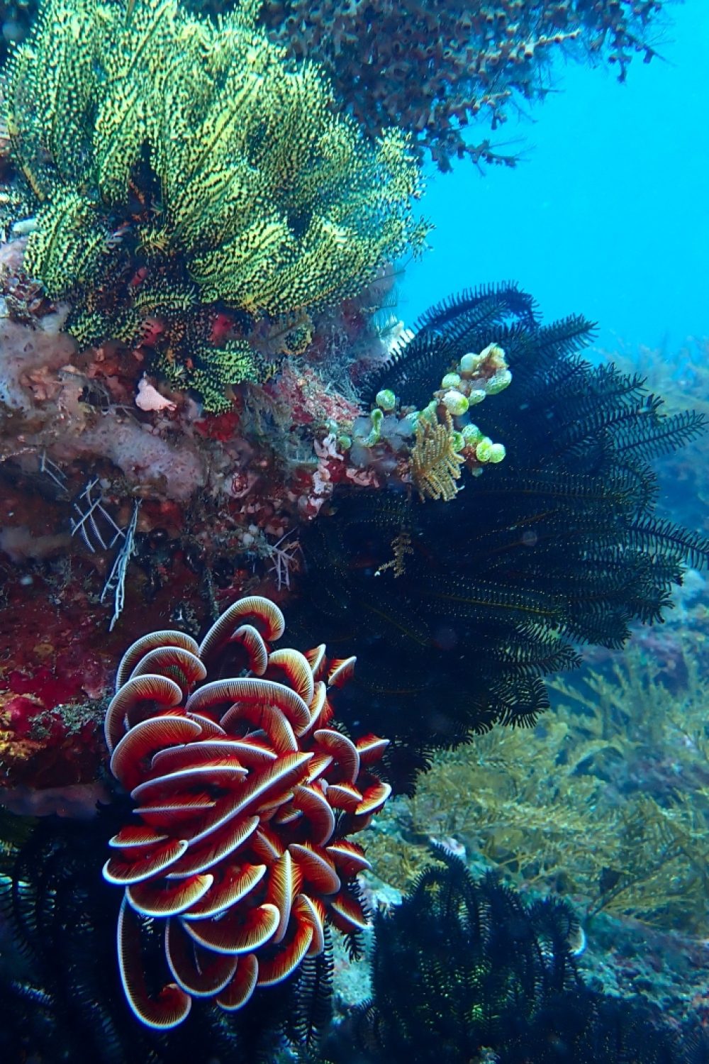 Dive Padang Bay