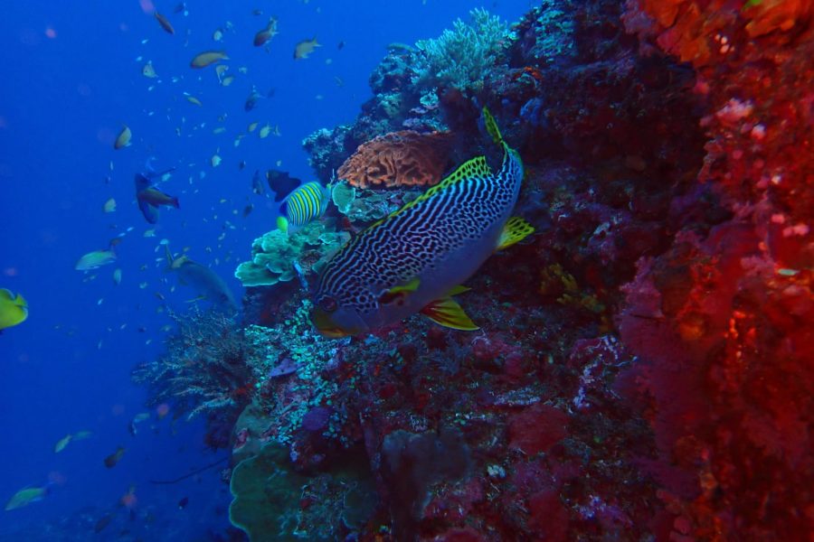 MENJANGAN-ISLAND